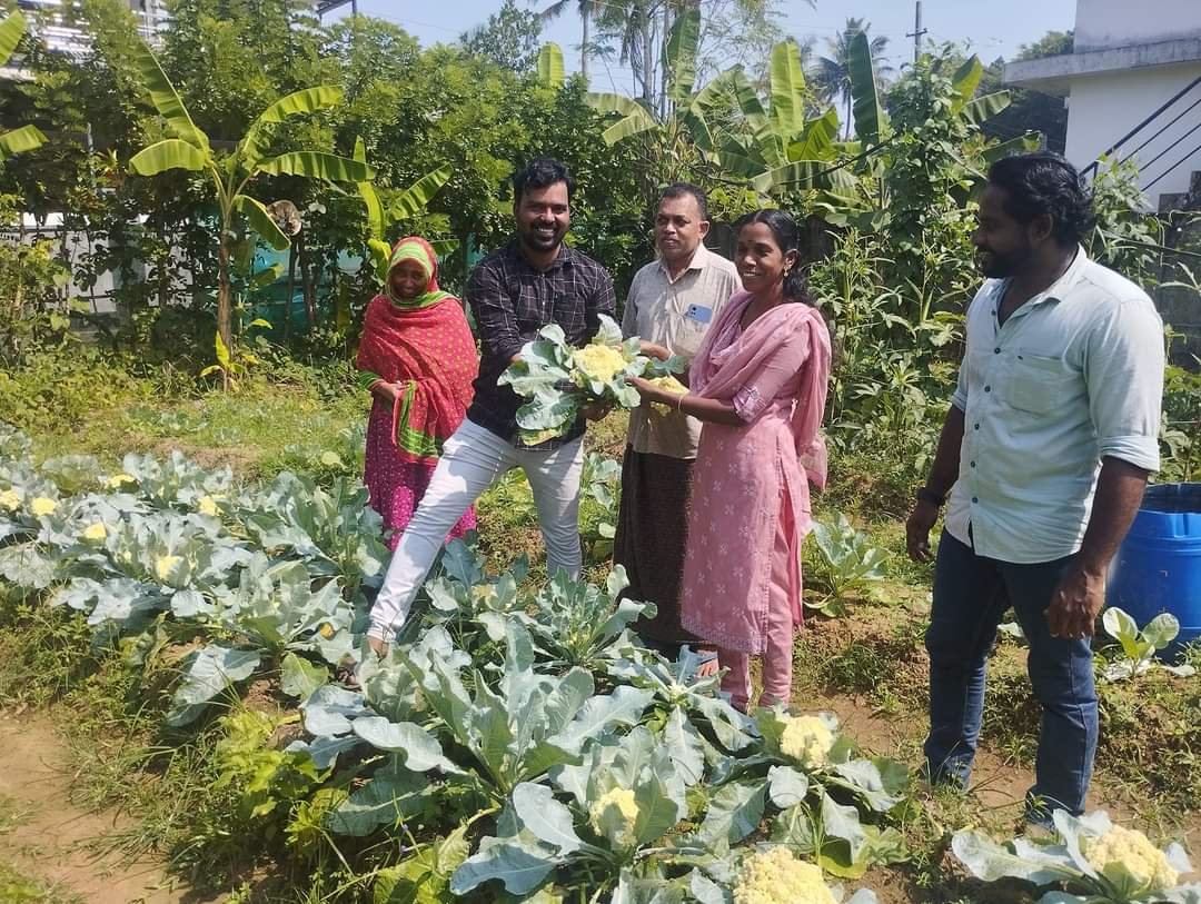 പാനായിക്കുളത്തെ ചിറയത്ത് ശീതകാല പച്ചക്കറി കൃഷി വിളവെടുപ്പ് തുടങ്ങി WhatsApp20Image202023 01 0320at2012.32.3220PM203