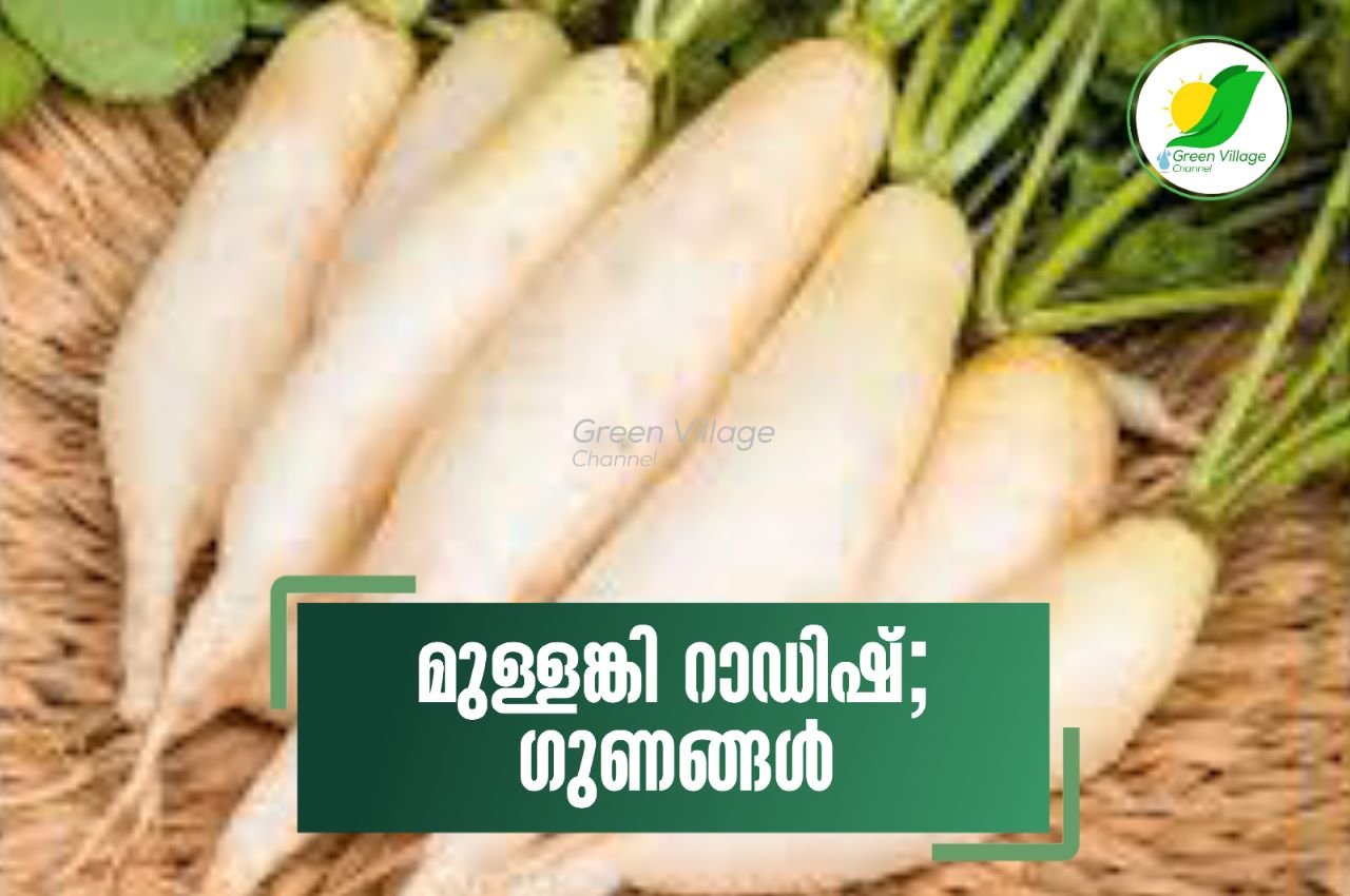 WhatsApp20Image202023 05 1120at2014.20.16