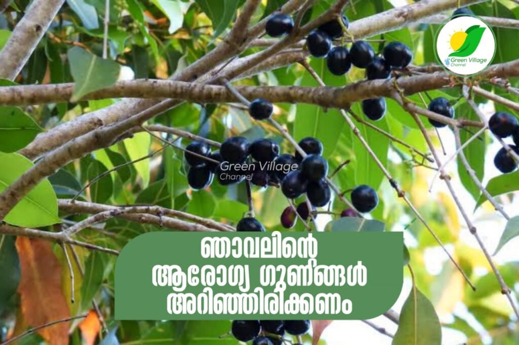 ഞാവല് കഴിക്കാൻ ഇഷ്ടമാണോ? എങ്കില് നിങ്ങളറിയേണ്ടത്... | Java Plum WhatsApp20Image202023 06 0220at2007.26.44 1024x680