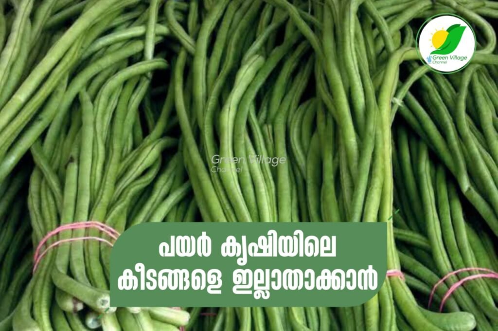 പയർ കൃഷിയിൽ കാണപ്പെടുന്ന സകല കീടങ്ങളെയും ഇല്ലാതാക്കാൻ ചില പൊടിക്കൈകൾ WhatsApp20Image202023 06 0320at2013.12.03 1024x680