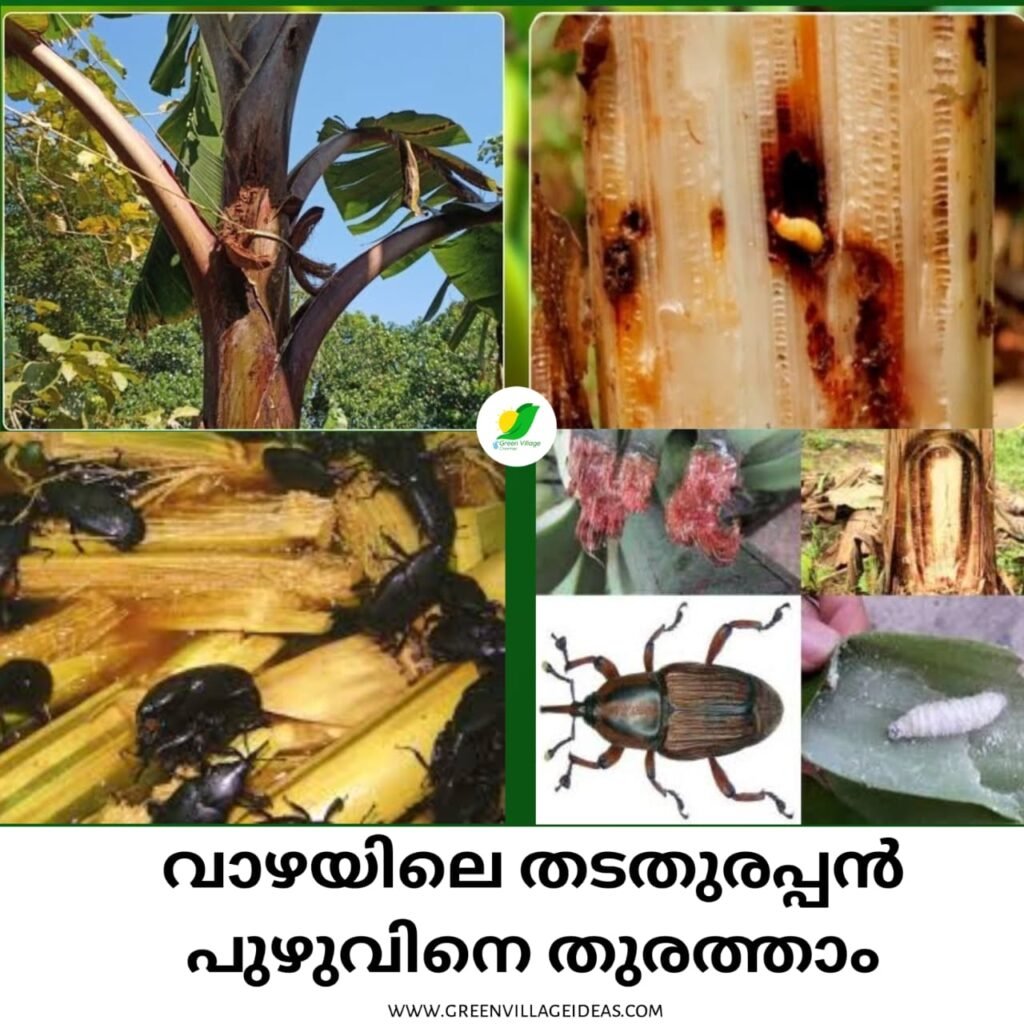 WhatsApp20Image202025 08 1920at2010.51.3120PM 1024x1024
