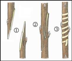 Whip Tongue Grafting Schema Borrowed From