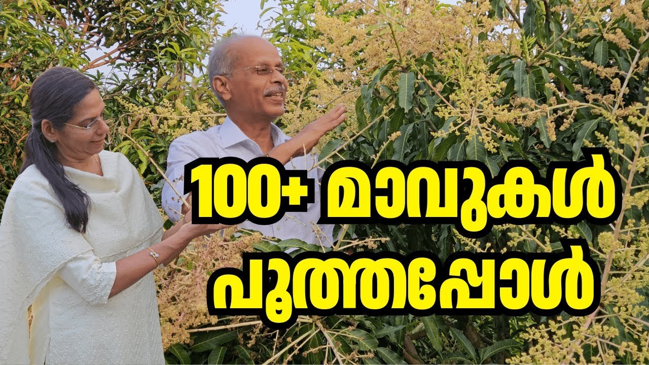 why do mango trees flower in december? | farm update