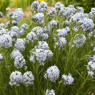 Amsonia String Theory Cjw19 2 E1652277476251