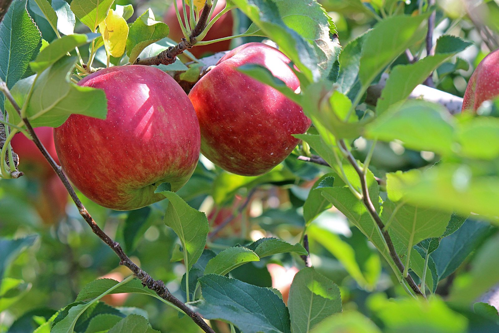 Apple Gb4ad5b1dd 1920