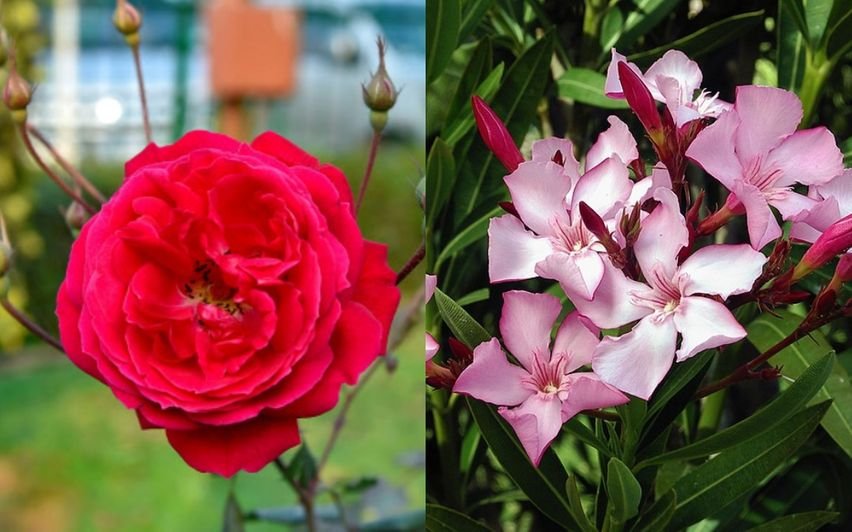 Arali20rose