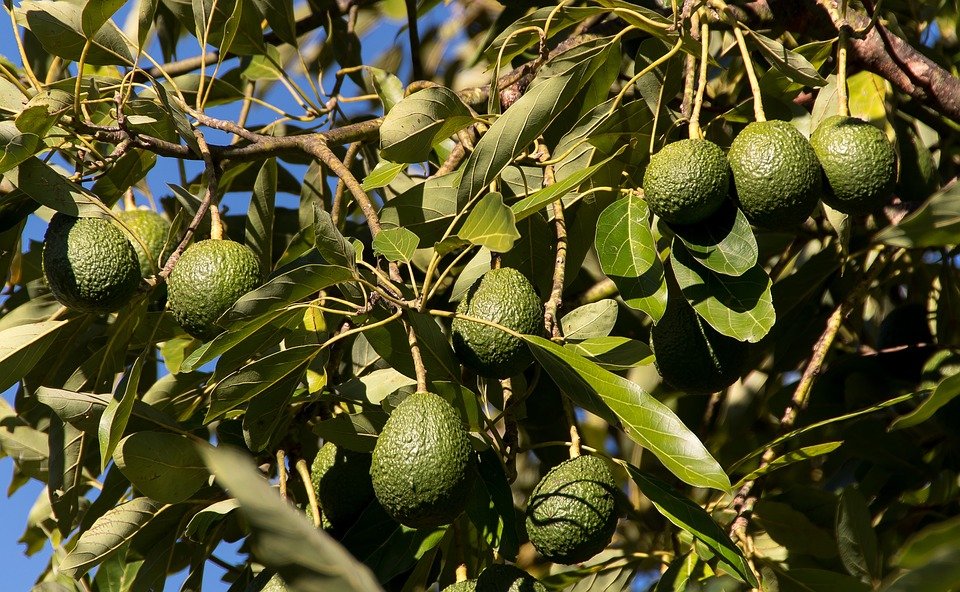 Avocados 3594376 960 720
