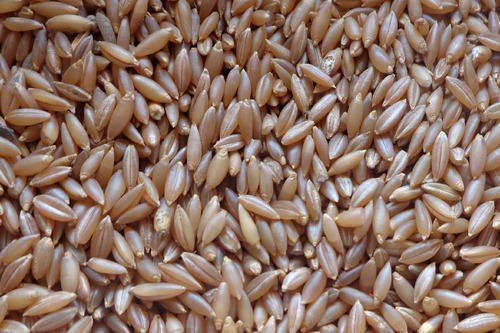 Bamboo Rice