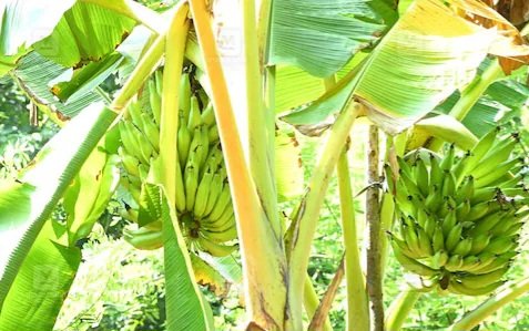Banana 1