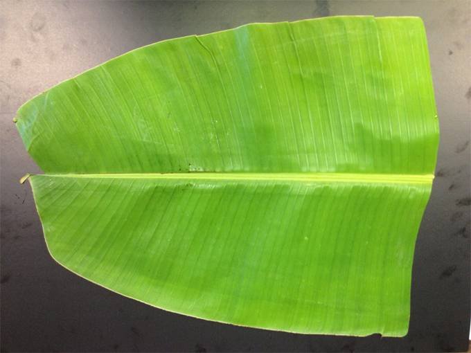 Banana Leaves