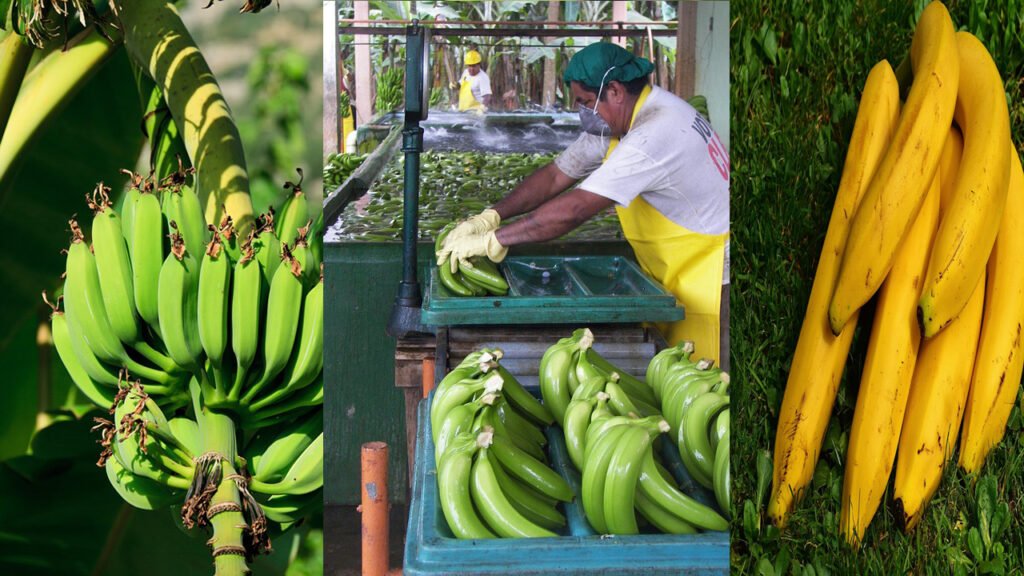 bananas