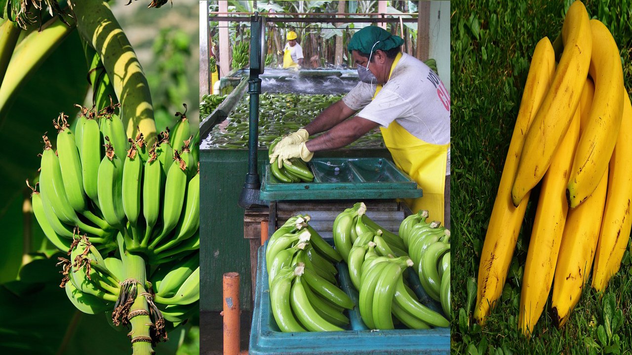 bananas