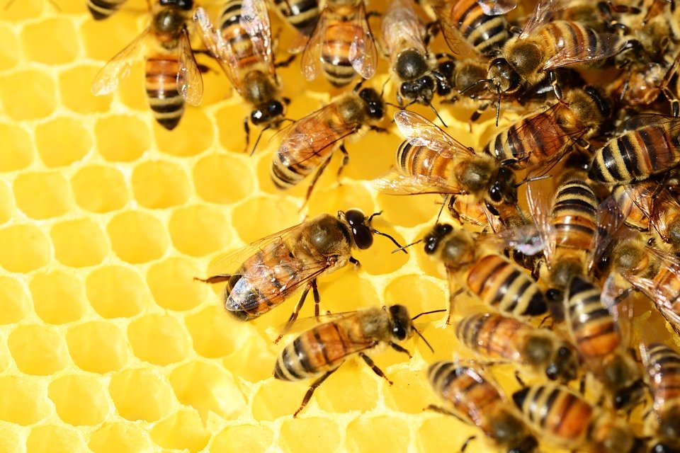 Bees 326337 960 720