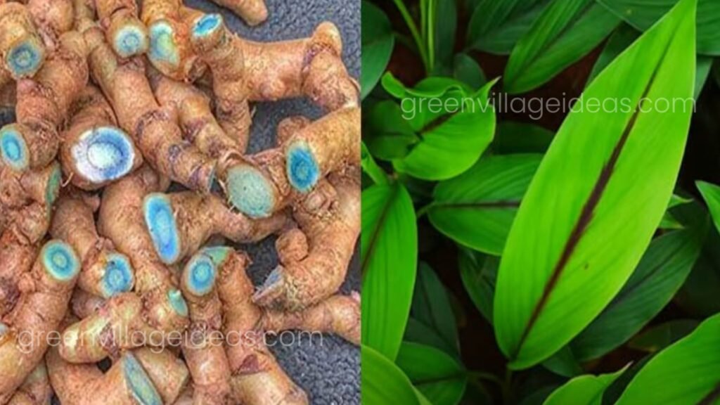 Black20turmeric20farming 1024x576