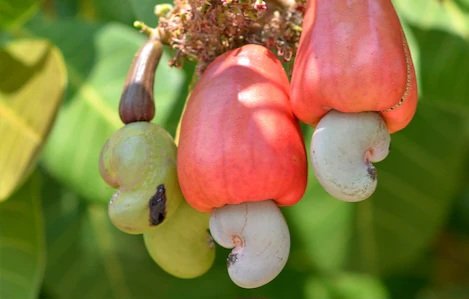 Cashew 1