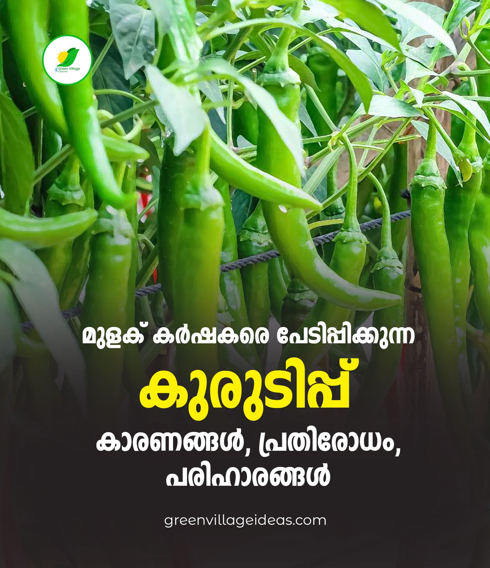 chilli