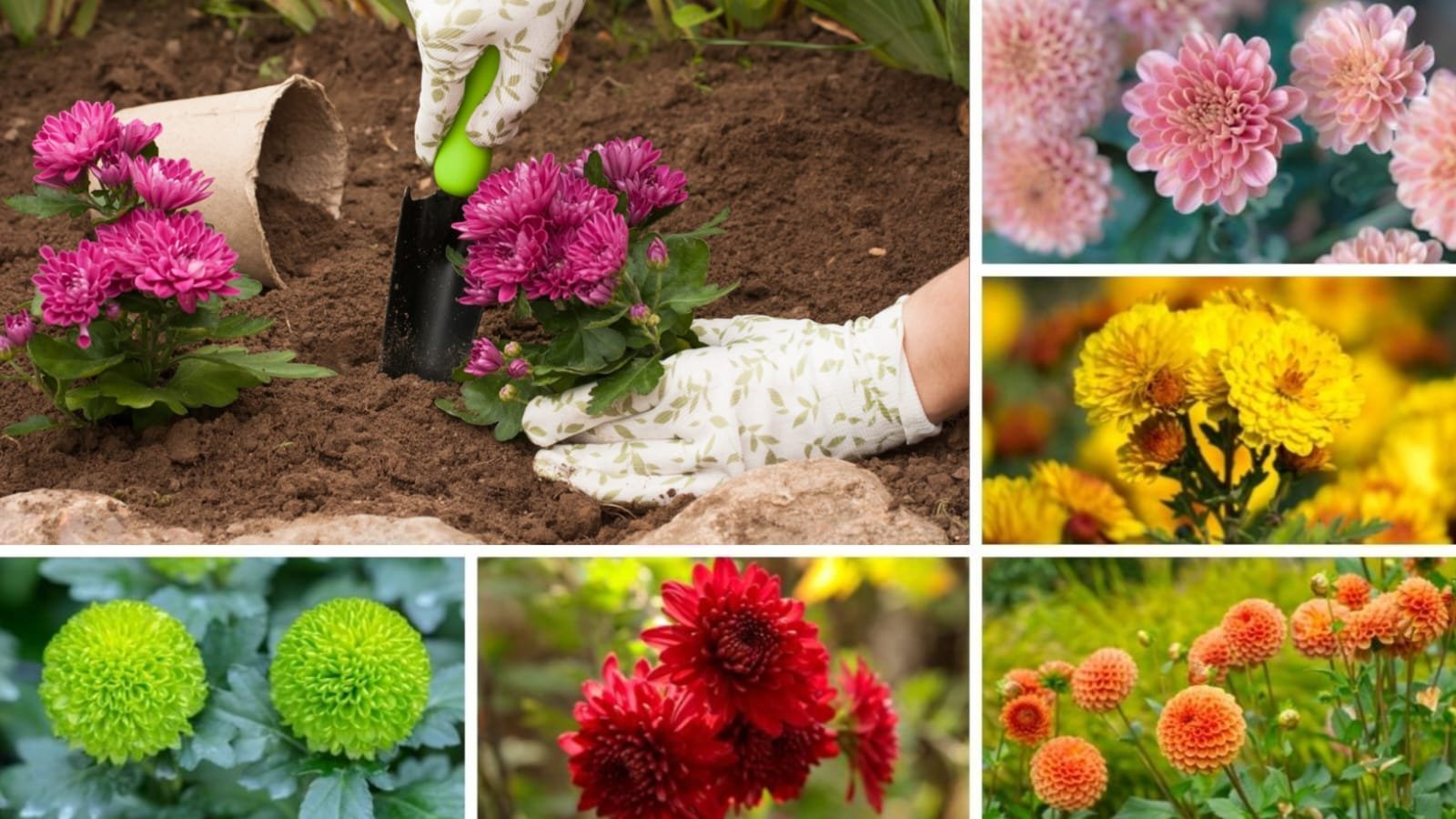 chrysanthemum