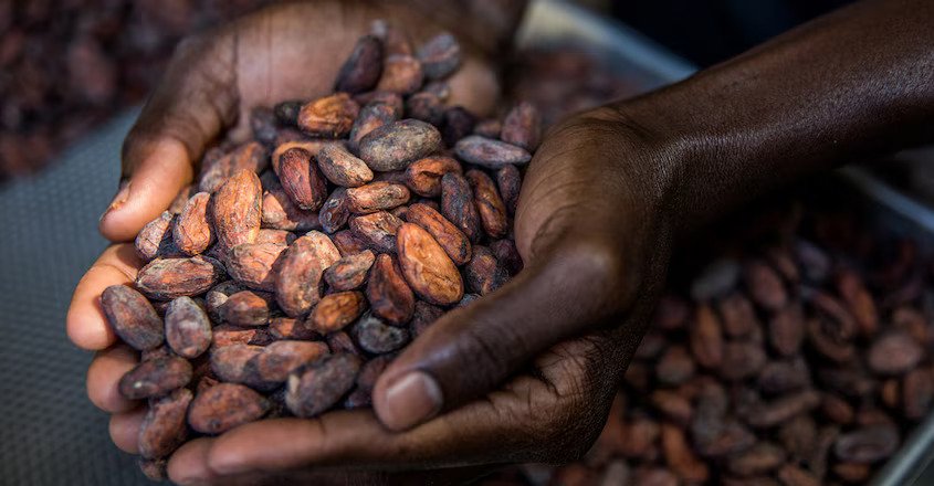 Cocoa Dried 2