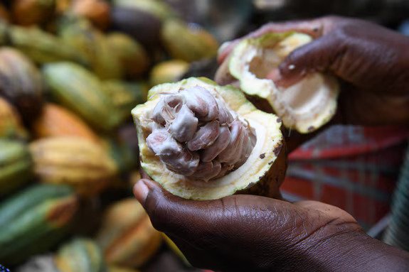 Cocoa Pod Mob