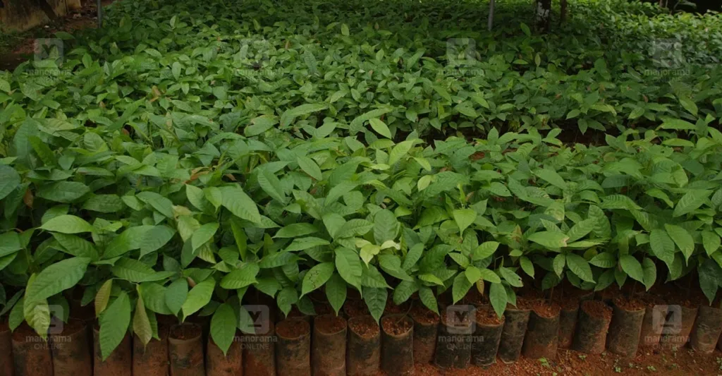 Cocoa Saplings 1024x533