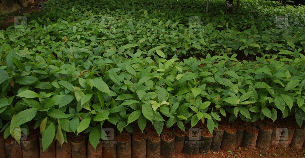 Cocoa Saplings
