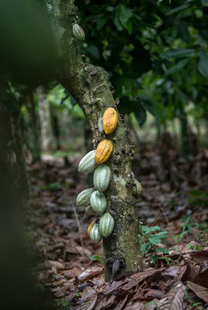 Cocoa Tree 2
