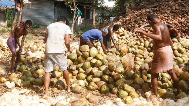 Coconut Farming.1.2698020201