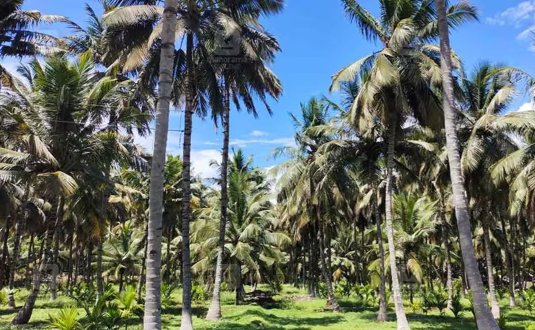 Coconut Tree