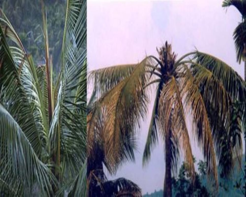 Coconut