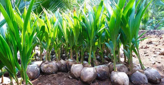 Coconut
