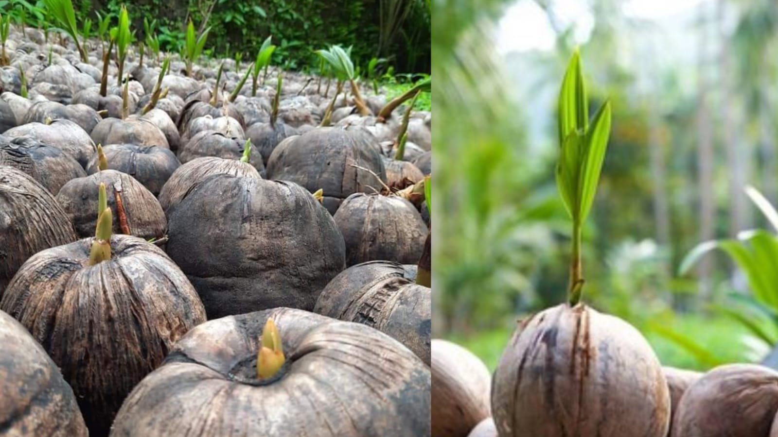 Coconut20seed