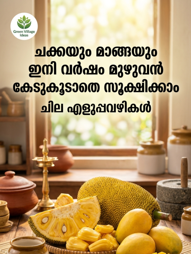 ചക്കയും മാങ്ങയും ഇനി വർഷം മുഴുവൻ കേടുകൂടാതെ സൂക്ഷിക്കാം; ചില എളുപ്പവഴികൾ