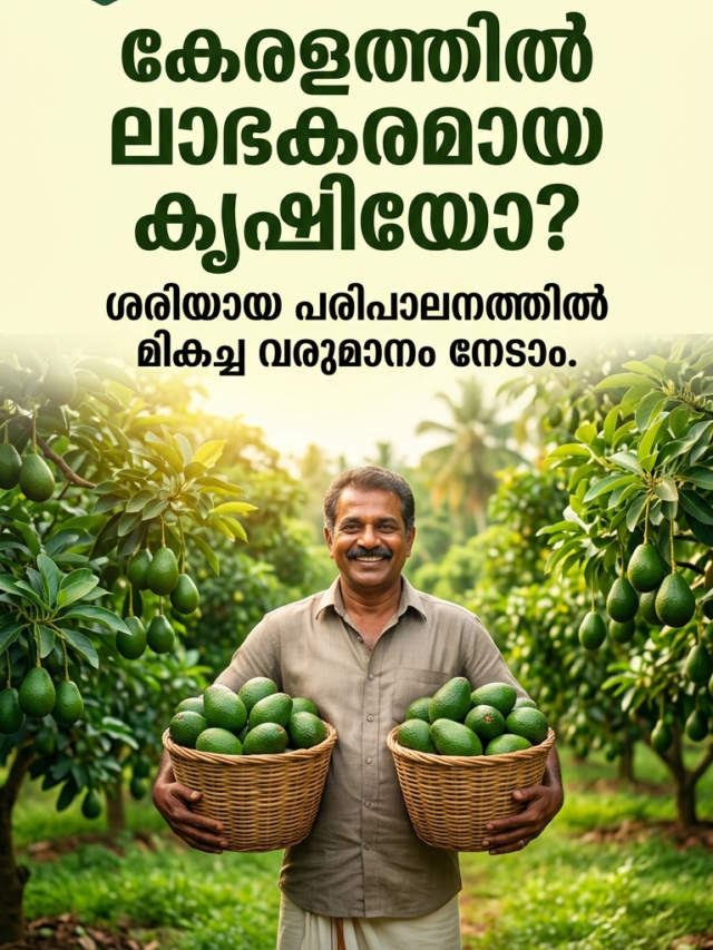 അവക്കാഡോ (വെണ്ണപ്പഴം) കൃഷി: ഇനങ്ങൾ, ആരോഗ്യഗുണങ്ങൾ, റെസിപ്പികൾ, ബിസിനസ് സാധ്യതകൾ – സമ്പൂർണ്ണ ഗൈഡ്!