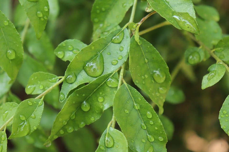 Curry Leaf 4943943 960 720