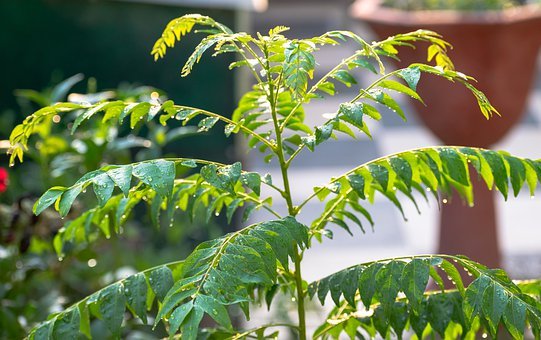 Curry Leaves 6385216 340