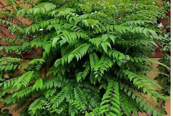 Curry Leaves