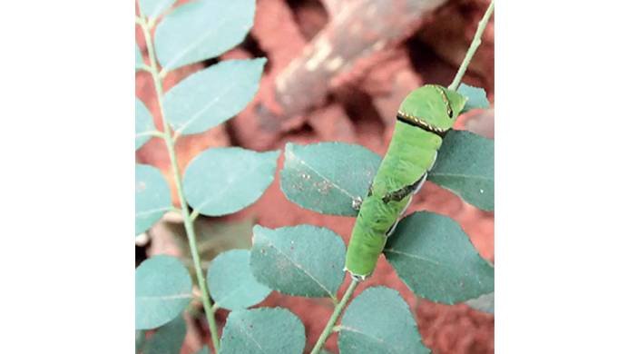 Curry Leaves201