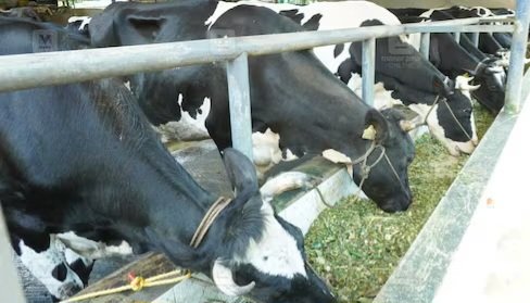 Dairy Farm