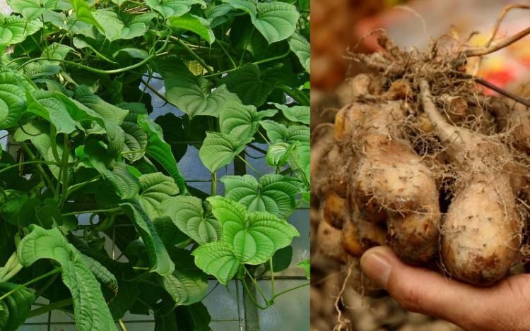 Dioscorea 750x469 1