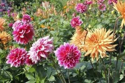 Divide Dahlias 400x266 1