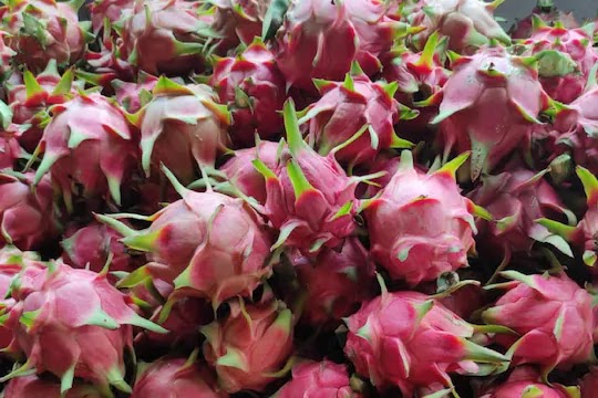 Dragon Fruit 2024 06 333aa70a88323135ada1dfbbd08b005c 3x2 1