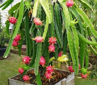 Dragon Fruit