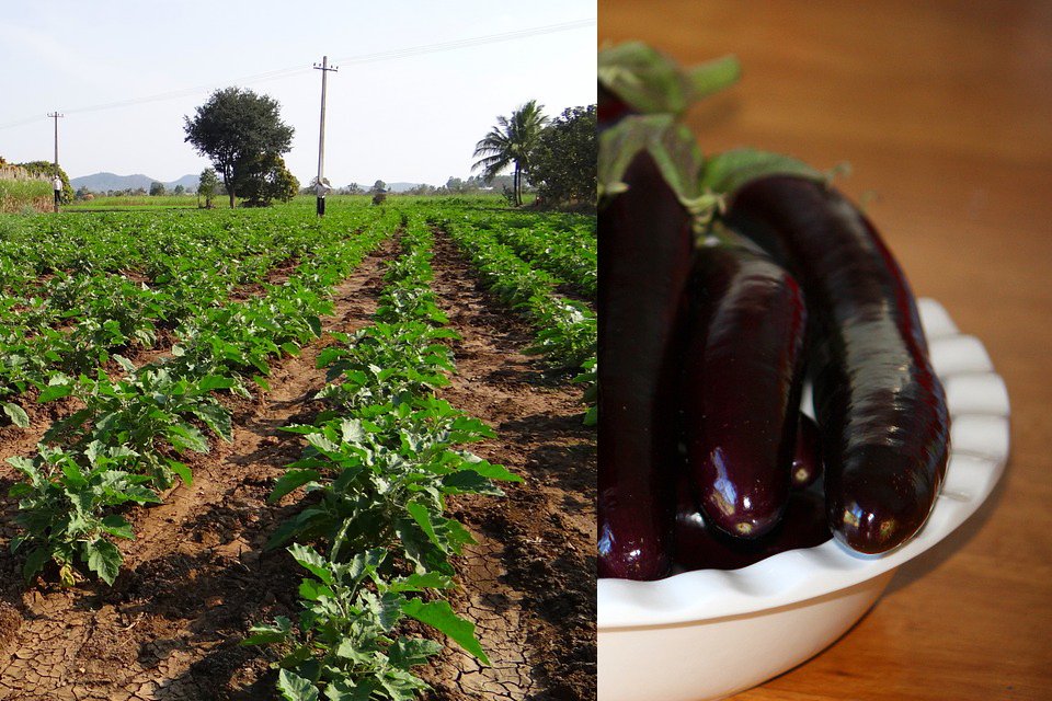 Eggplant 707585 960 720