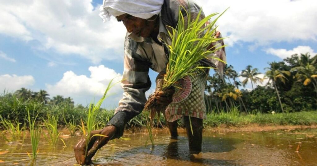 Farmers 1140x597 1 1024x536