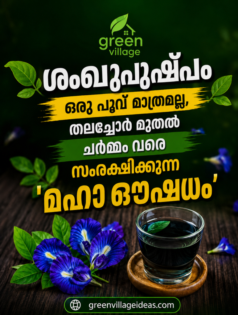 ശംഖുപുഷ്പം: കേവലമൊരു പൂവല്ല, തലച്ചോറ് മുതൽ ചർമ്മം വരെ സംരക്ഷിക്കുന്ന മഹാഔഷധം file 000000008c74720b85d209ebc2a23756