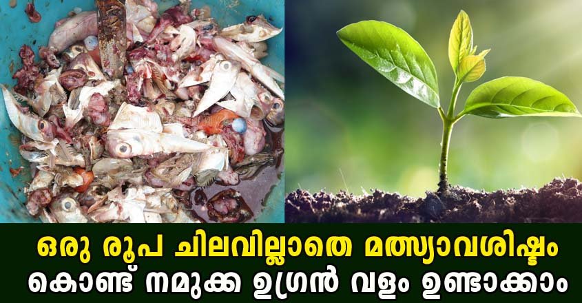 Fish Waste