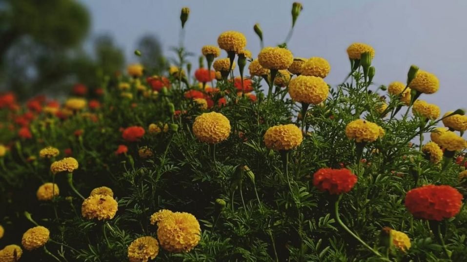 Flowers 957x538 1