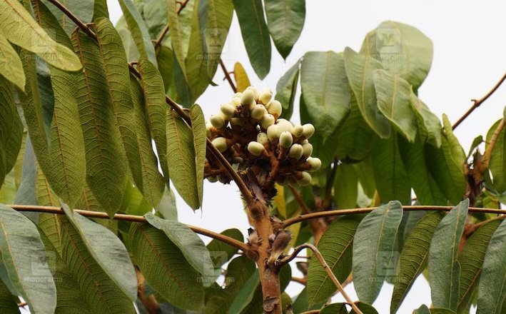 Fruit Dhabai