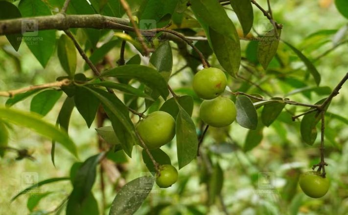 Fruit Kokkam