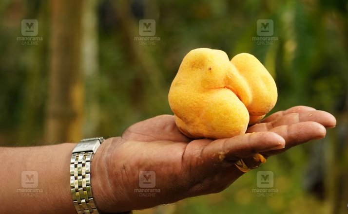 Fruit Lakkoocha